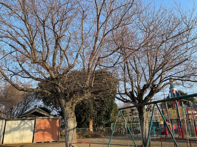 🌸さくら🌸咲きました(^▽^)/